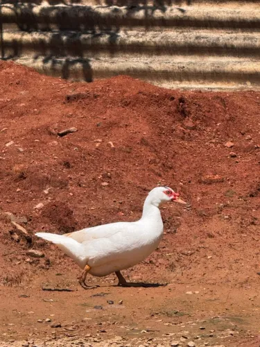Pato