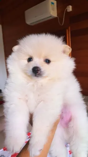 Lulu da Pomerânia macho