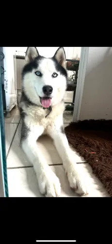 Cachorro