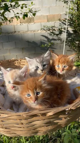 Maine Coon