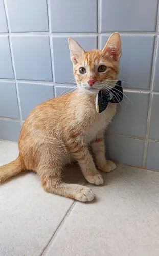 Cadu, um amarelinho apaixonante!