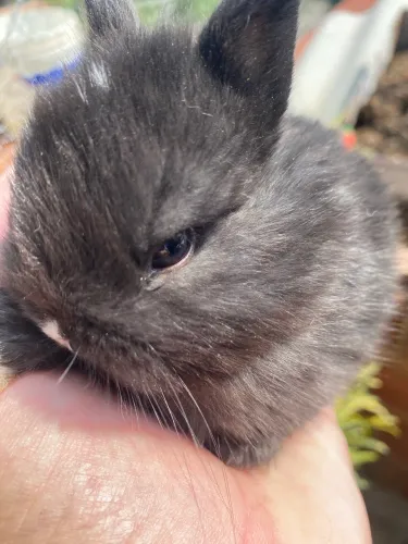 Mini coelho NETHERLAND Dwarf