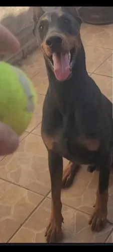Doberman