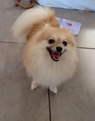 Cachorro Lulu da Pomerânea