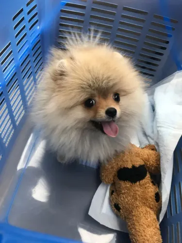 Spitz Alemão adorável