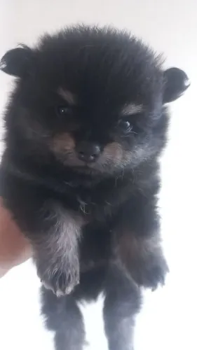 Spitz alemão