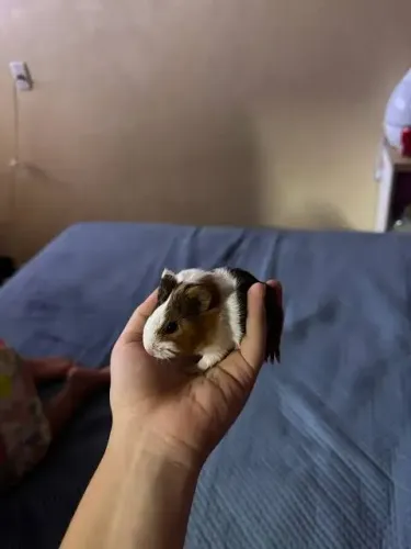 Porquinho da índia 