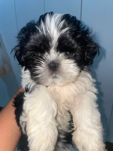 Lindo filhote de shih tzu mini