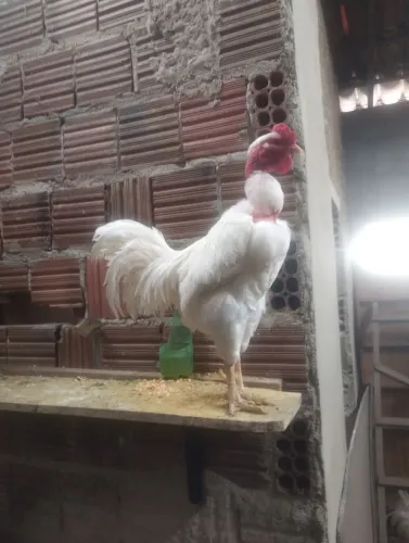 Vendo galos caipiras