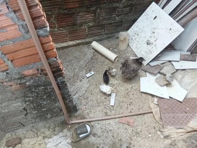 Pintinhos de garnizer 12 reas a unidade