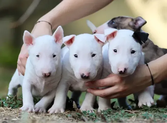 Bull Terrier,Bull Terrier Filhote com Estrutura Firme e Excelente Procedência