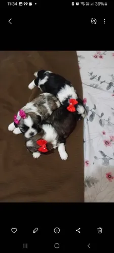 Lindos filhotes Shih Tzu