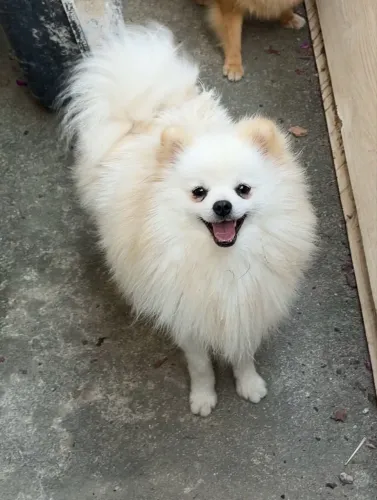 Lindo macho de Lulu para cruza