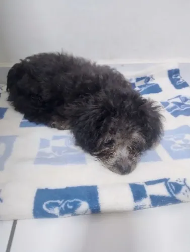 POODLE TOY (MINI)
