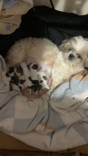 Filhote de shih-tzu