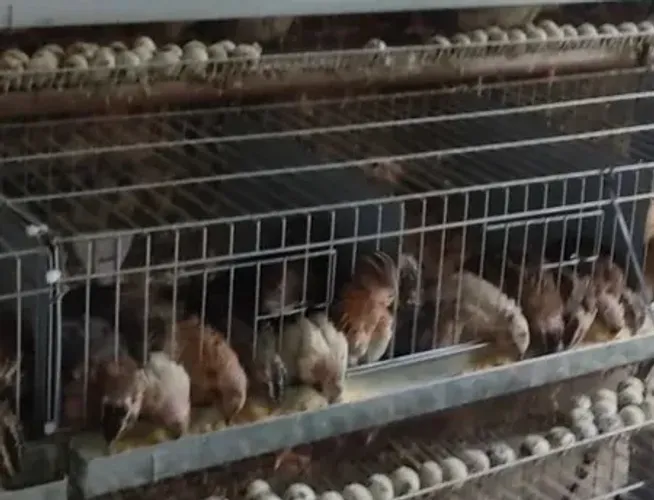 vendas de animais