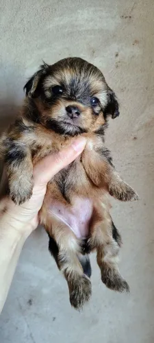 Filhotes de cachorro poodle com spaniel tibetano