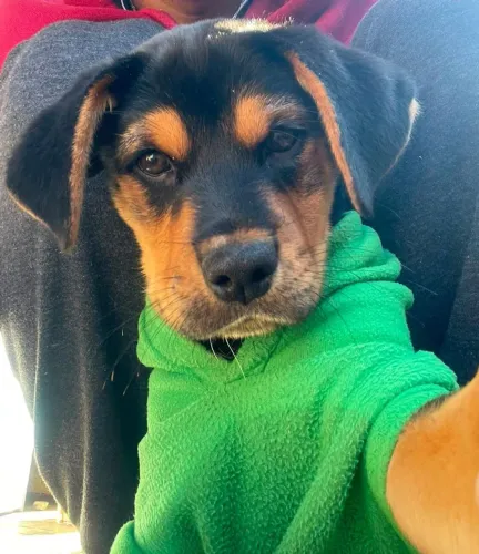 Doa - se filhote macho, 3 meses