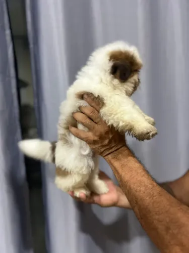 Filhote Shih-tzu Fêmea - 53 dias - Muito fofa!