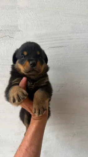 Filhote fêmea de Rottweiler disponível