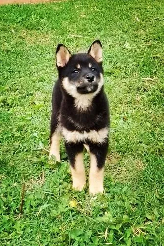 Lindos filhotes de shiba inu com pedigree