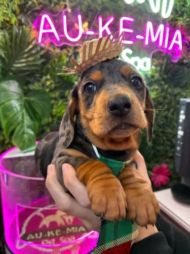 Dachshund prata macho 