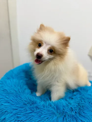 Filhote de spitz alemão anao macho
