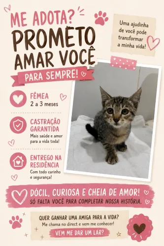 Doação de gatos