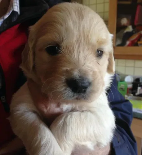 Filhotes de Golden Retriever | Um pet para alegrar sua rotina
