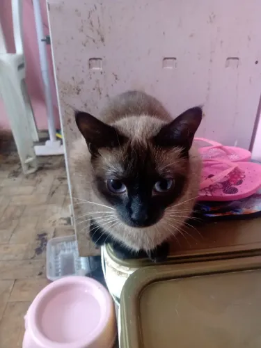 Vallentinné para adoção