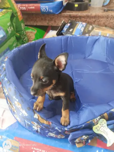 Filhote pinscher miniatura macho disponível pra venda já vermífugodo n