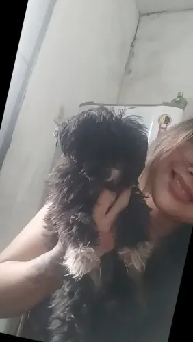 Arrumar se um namorado pra minha Shitzu porte pequena ela tem 2 anos