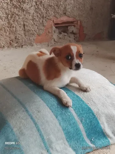 Doa-se cachorrinha de 3 meses