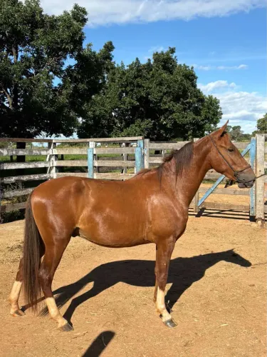 CAVALO