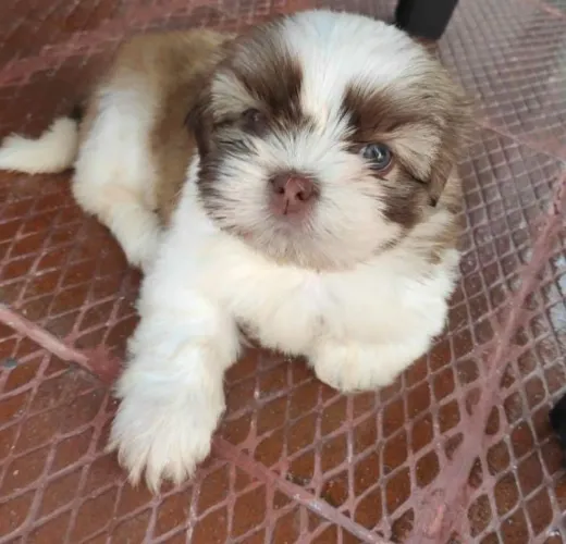 Shih tzu macho e fêmea puros