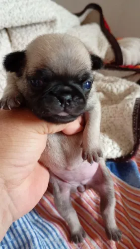 Animais de estimação 