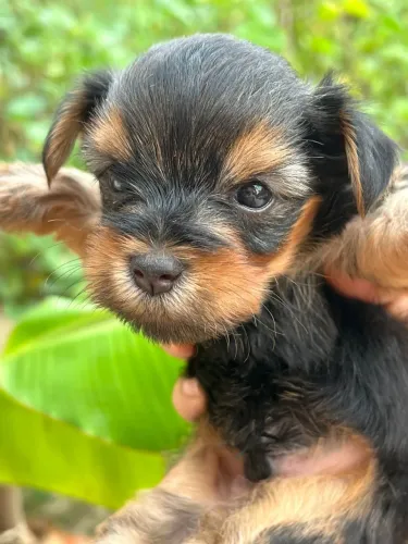 Cachorro Yorkshire terrier 