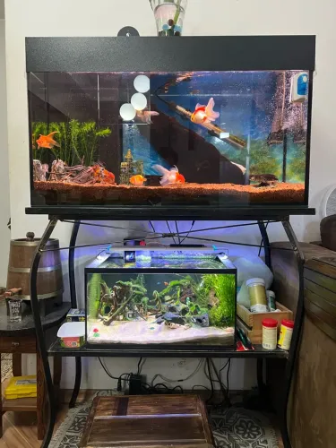 Aquário conjunto com móvel um com 100 litros e o outro com 40 litros todos os acessórios
