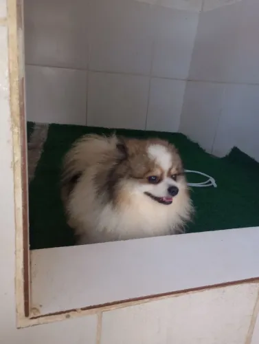Lulu da pomeranea