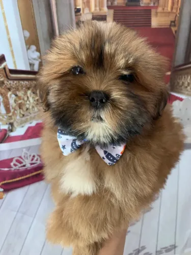 Shihtzu macho