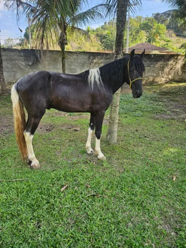 Cavalo garanhao de marcha picada 
