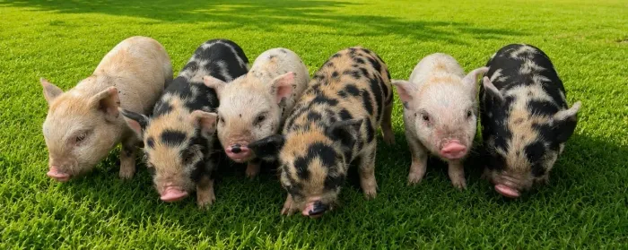 Mini pig