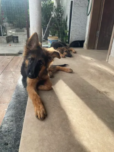 Pastor alemão fêmea pelo longo