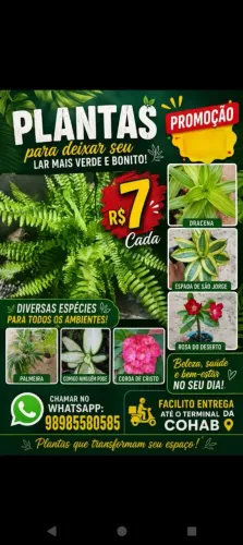 Promoção Imperdível de Plantas Ornamentais