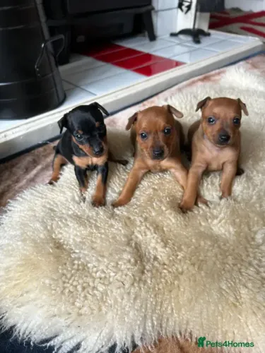 Cachorro filhote Pinscher/Pincher/Pinsher/Pintier ativos, curiosos e afetuosos