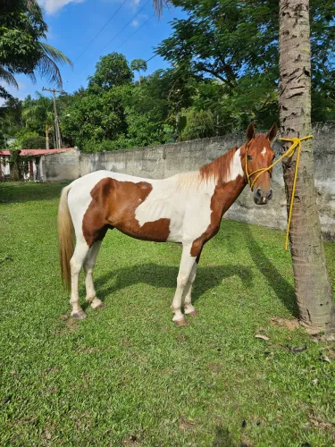 Cavalo pampa de marcha picada 