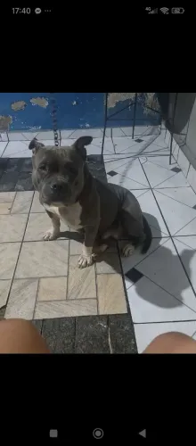 Doação de American Bully pocket fêmea 