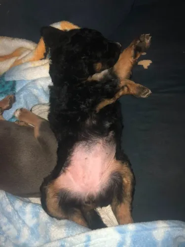 Cachorrinha para doação