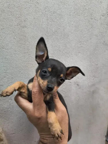 Pinscher mini