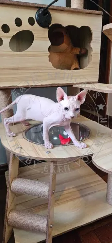 Lindo filhote macho de SPHYNX! 